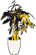 Money tree in a pot